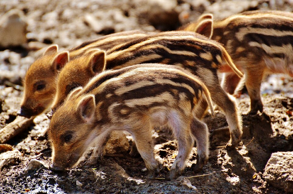 Young animals piglet pig