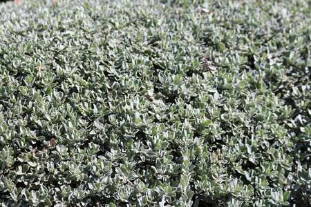 Succulent plant flora