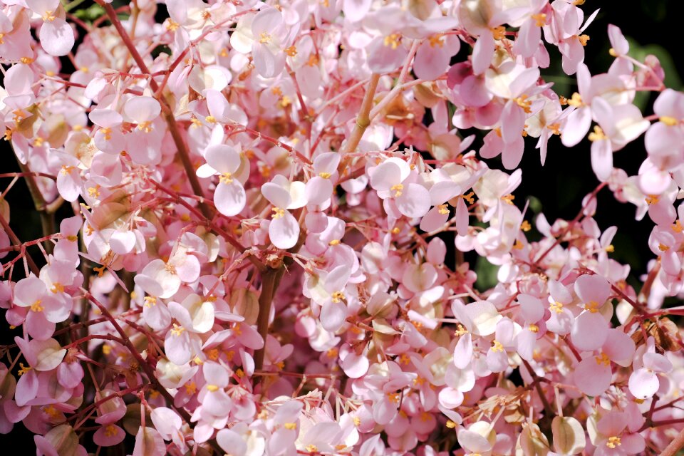 Cherry blossom focus pink