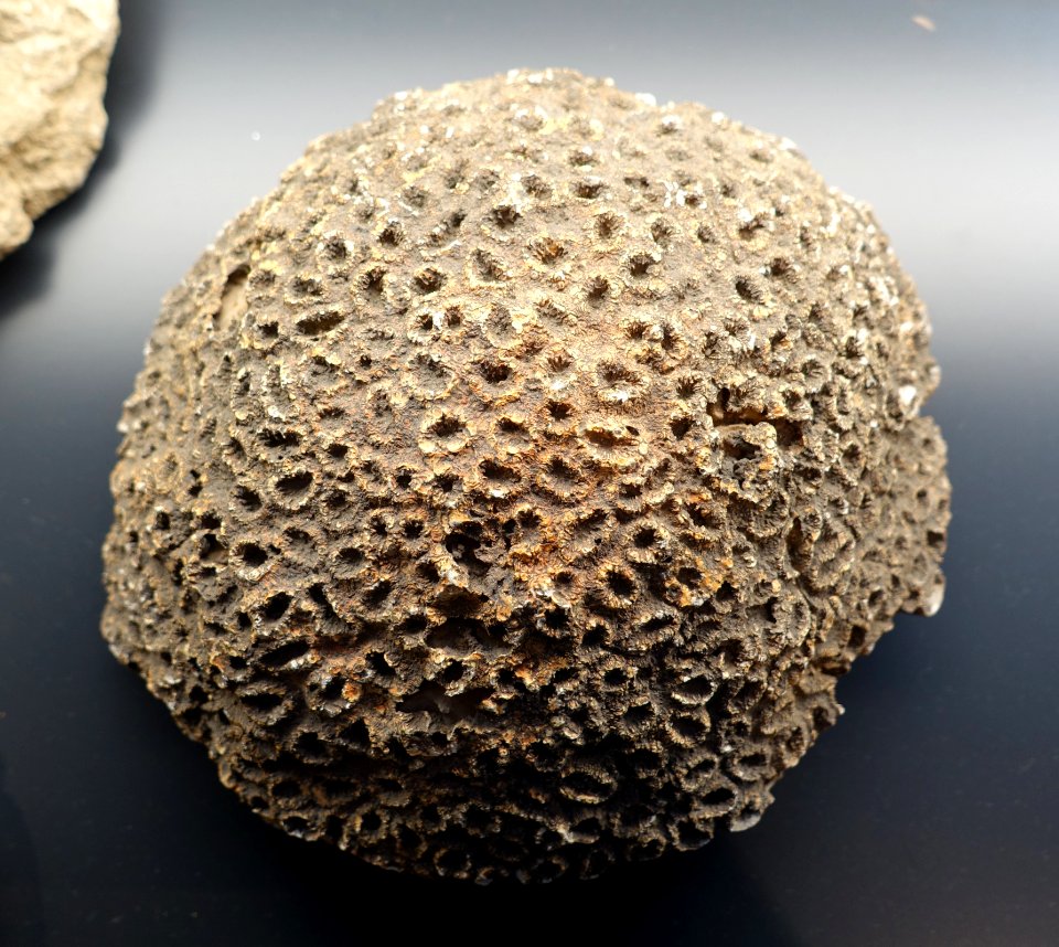 Ovalastrea proeminens, Saudi Arabia - Museum fur Naturkunde, Berlin - DSC09968