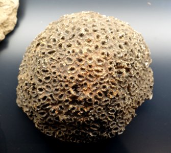 Ovalastrea proeminens, Saudi Arabia - Museum fur Naturkunde, Berlin - DSC09968
