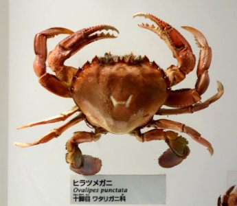 Ovalipes punctatus - National Museum of Nature and Science, Tokyo - DSC07548