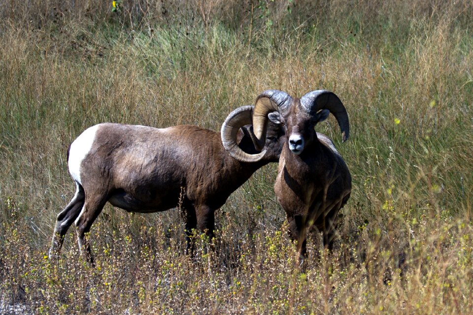 Wild animal usa horns
