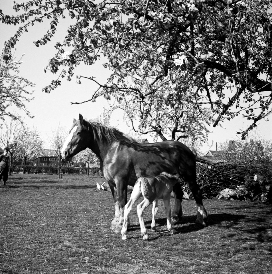 Paard met veulen, Bestanddeelnr 254-3505