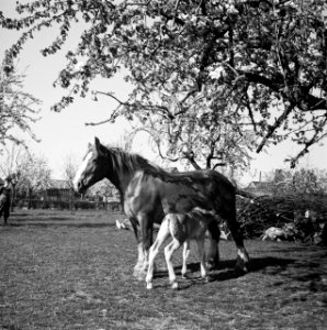 Paard met veulen, Bestanddeelnr 254-3505