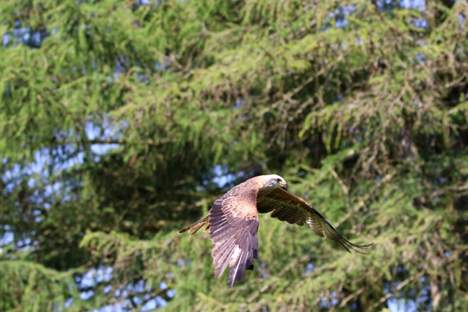 Nature wildlife predator