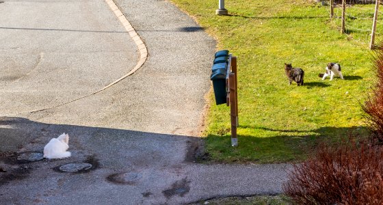 Outcome of three cats in a Mexican standoff