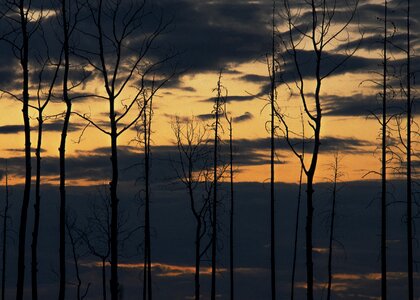 Trees leafless sky photo