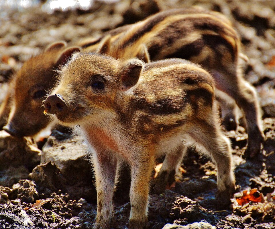 Young animals piglet pig