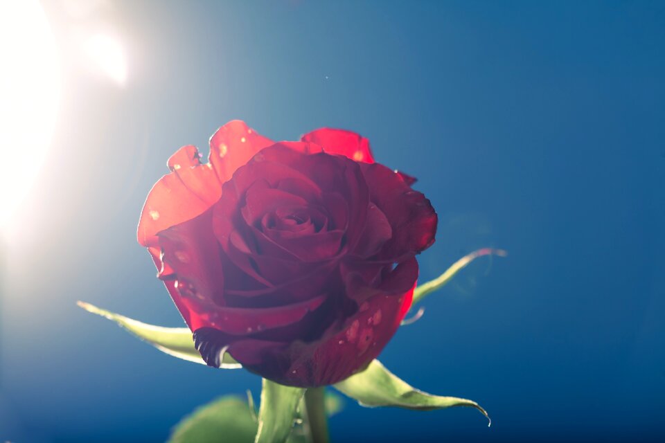 Flare flower friendly