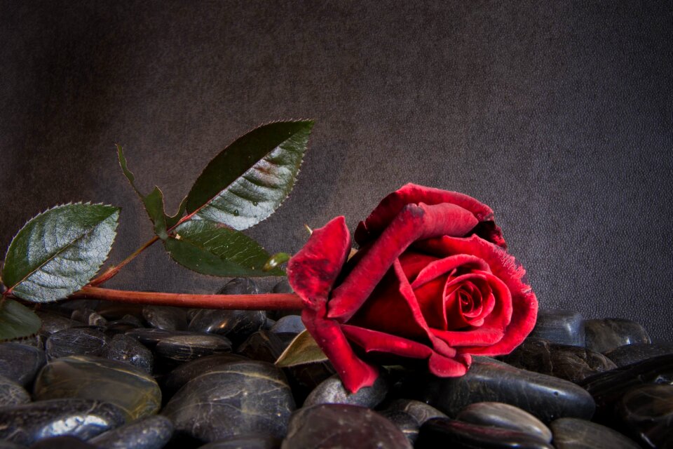 Flower red red rose