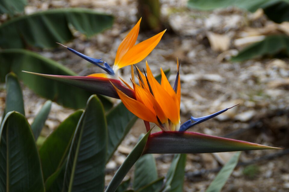 Paradise flower strelitziaceae tropics