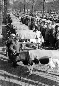 Paasveetentoonstelling in Rotterdam, Bestanddeelnr 912-2584