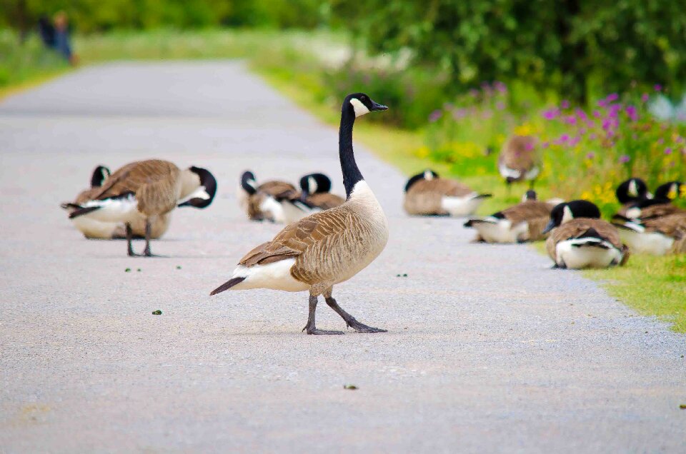 Wild goose poultry animals