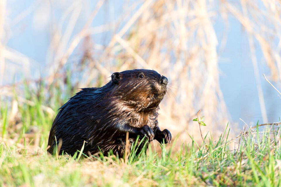 Beaver animal canadian