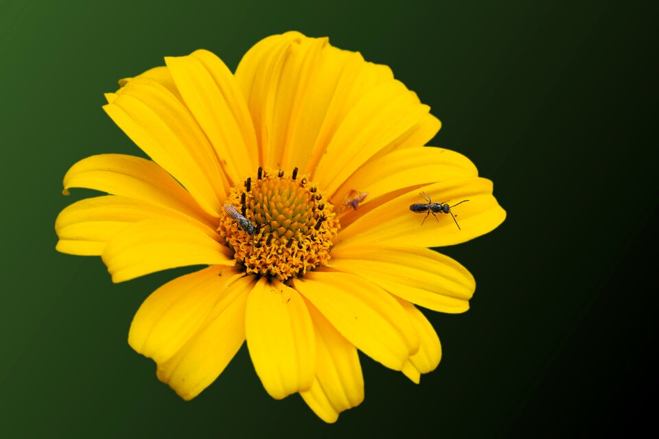 Blossom bloom helianthos