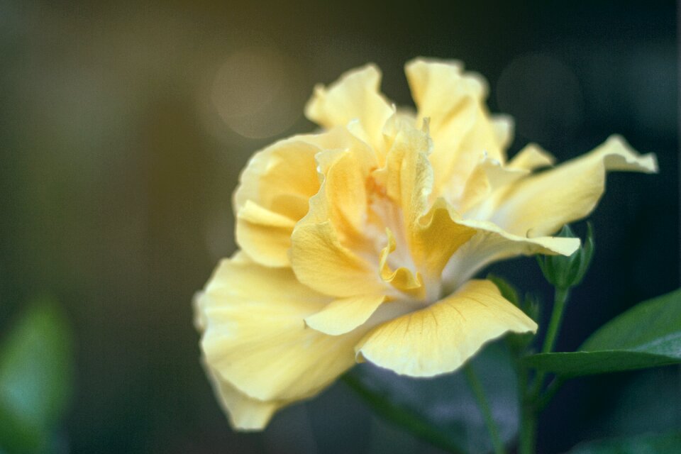 Flora flower hd wallpaper