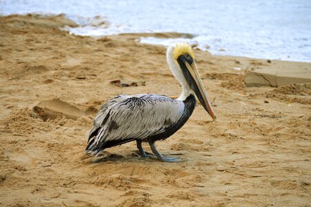 Beach animal feathers photo