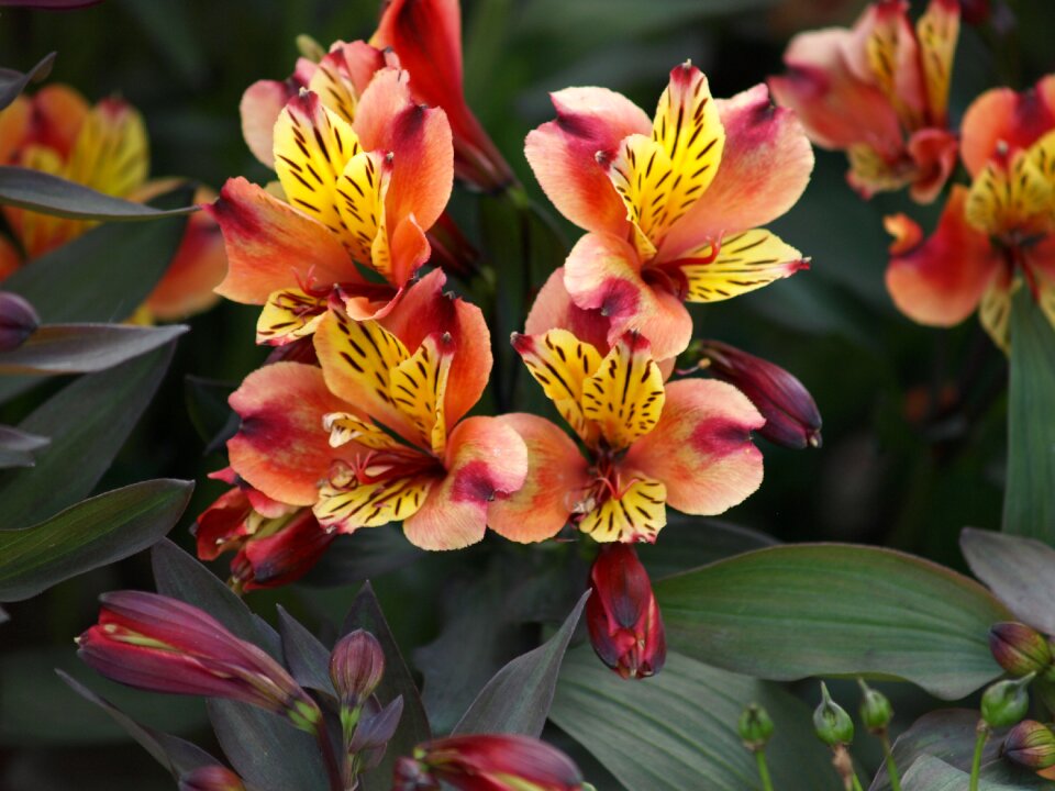 Blossom bloom nature