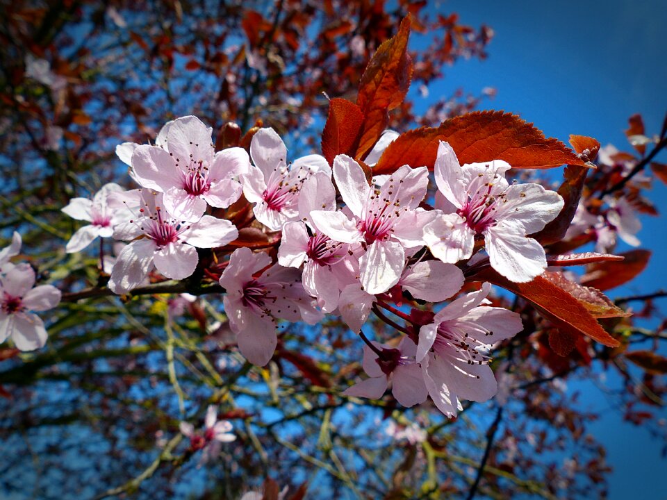 Cherry blossom spring pink