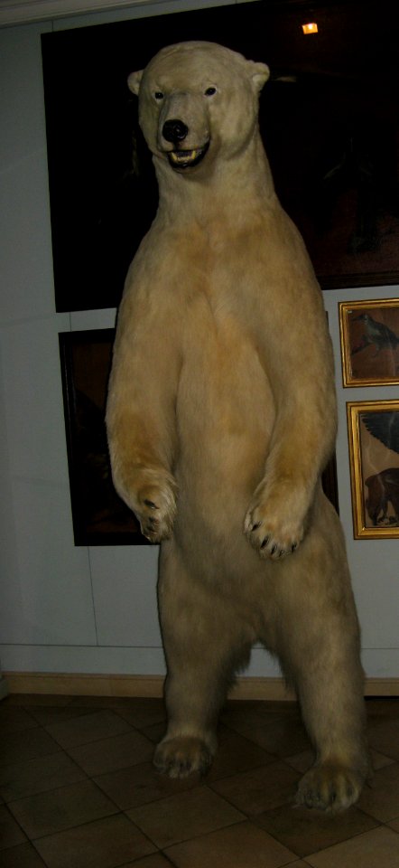 Ours blanc au Musée de la Chasse et de la Nature