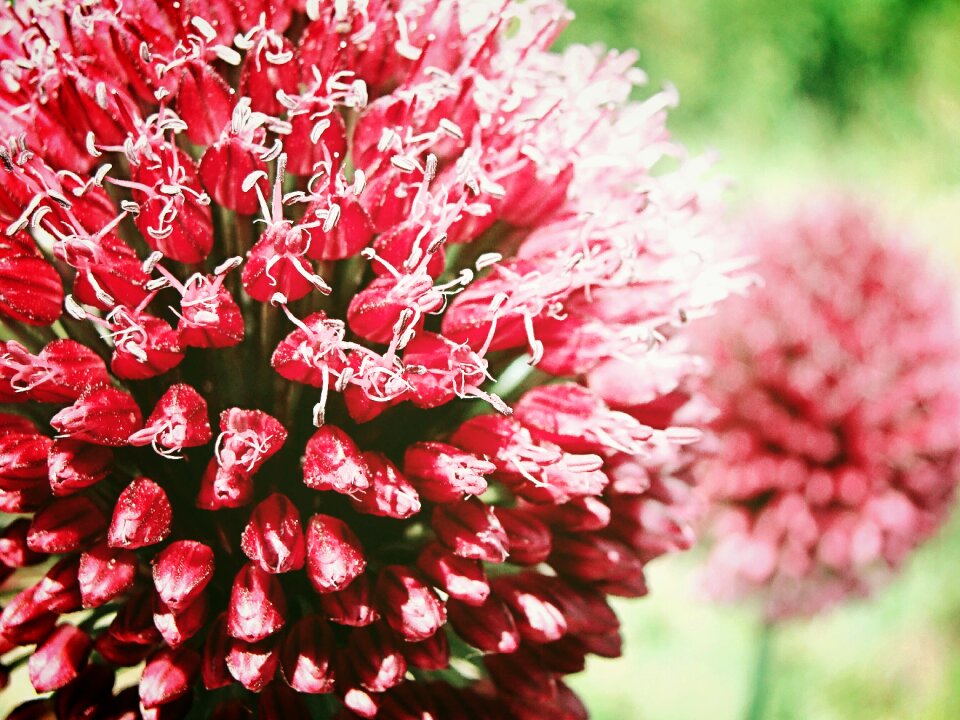 Macro spherical plants