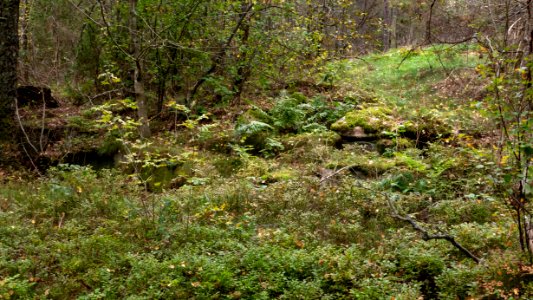 Overgrown archaeological site Brastad 79-1 (1)