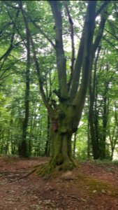 Overgeul-Gerardusbeeldje aan boom Schweibergerbos (1)