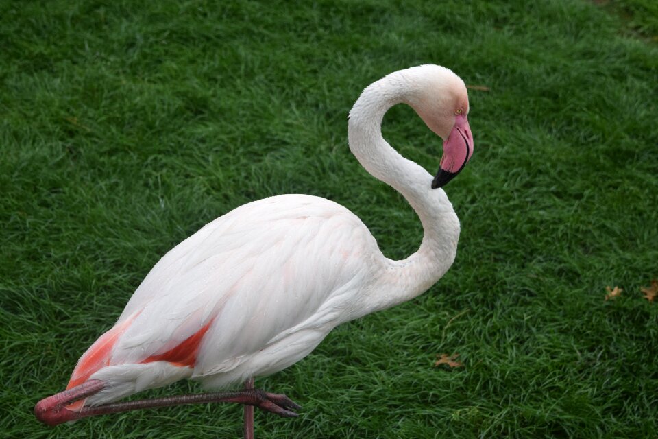 Flamingo birds nature