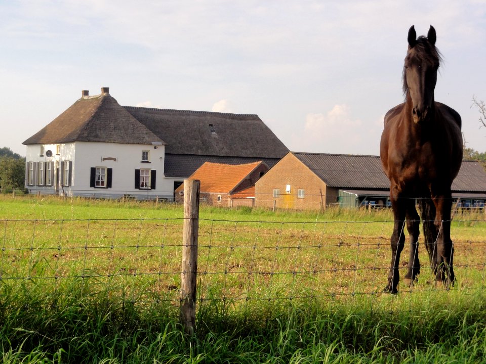 Overasselt (Heumen) Rijksmonument 32116 IJkelaarstraat 1 met paard