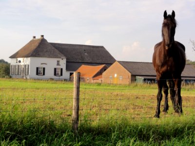 Overasselt (Heumen) Rijksmonument 32116 IJkelaarstraat 1 met paard