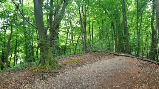 Overgeul-Gerardusbeeldje aan boom Schweibergerbos (7)