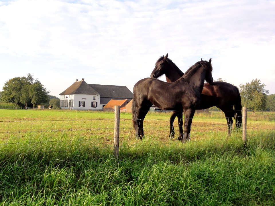 Overasselt (Heumen) Rijksmonument 32116 IJkelaarstraat 1 met paarden