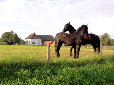 Overasselt (Heumen) Rijksmonument 32116 IJkelaarstraat 1 met paarden