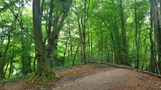 Overgeul-Gerardusbeeldje aan boom Schweibergerbos (9)