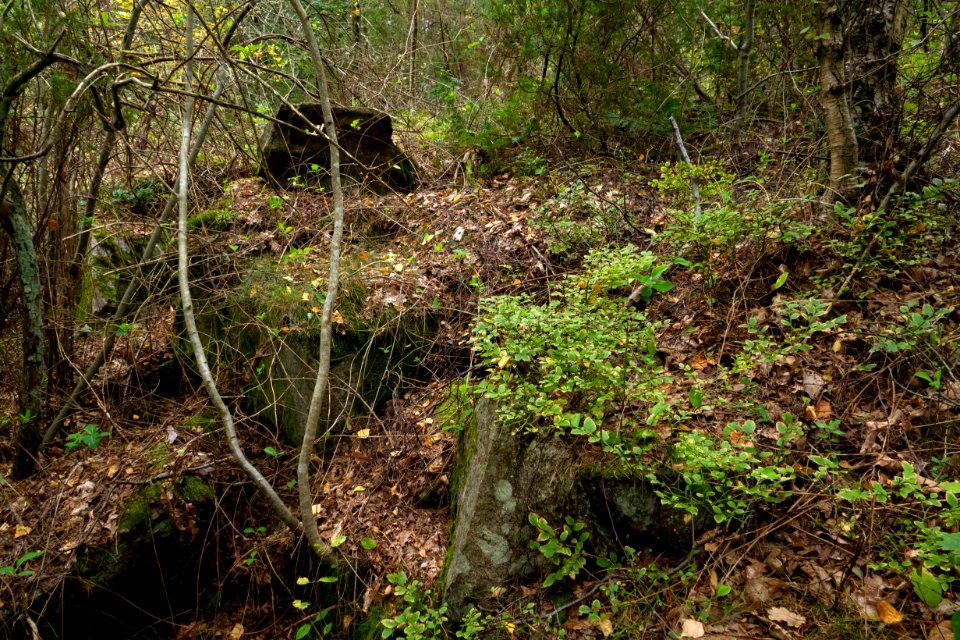Overgrown archaeological site Brastad 79-1 (3)