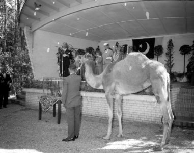 Overdracht Dromedaris aan Prinses Marijke Ouwehands Dierenpark Rhenen aanget, Bestanddeelnr 908-6724
