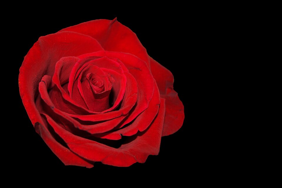 Blossom bloom garden roses