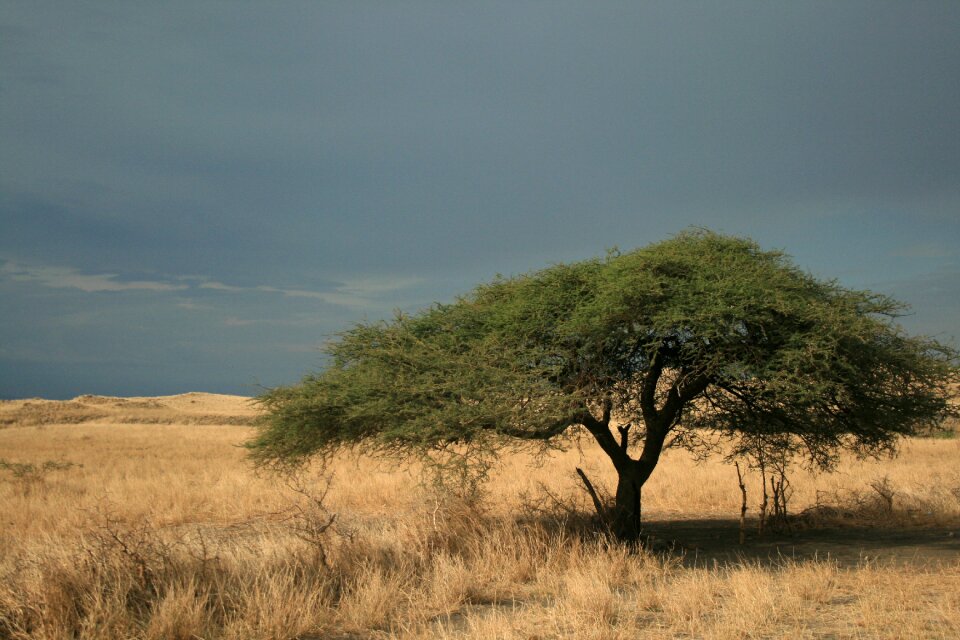 Landscape safari nature