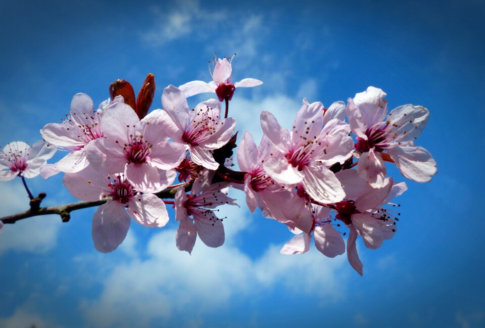 Cherry blossom spring sky