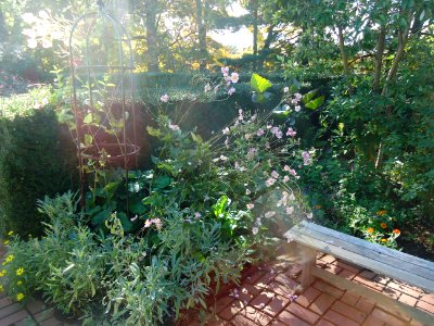 Outdoor scene in New Jersey with plants and light photo