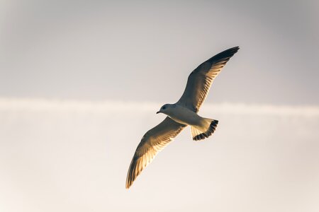 Seagull seevogel gull photo