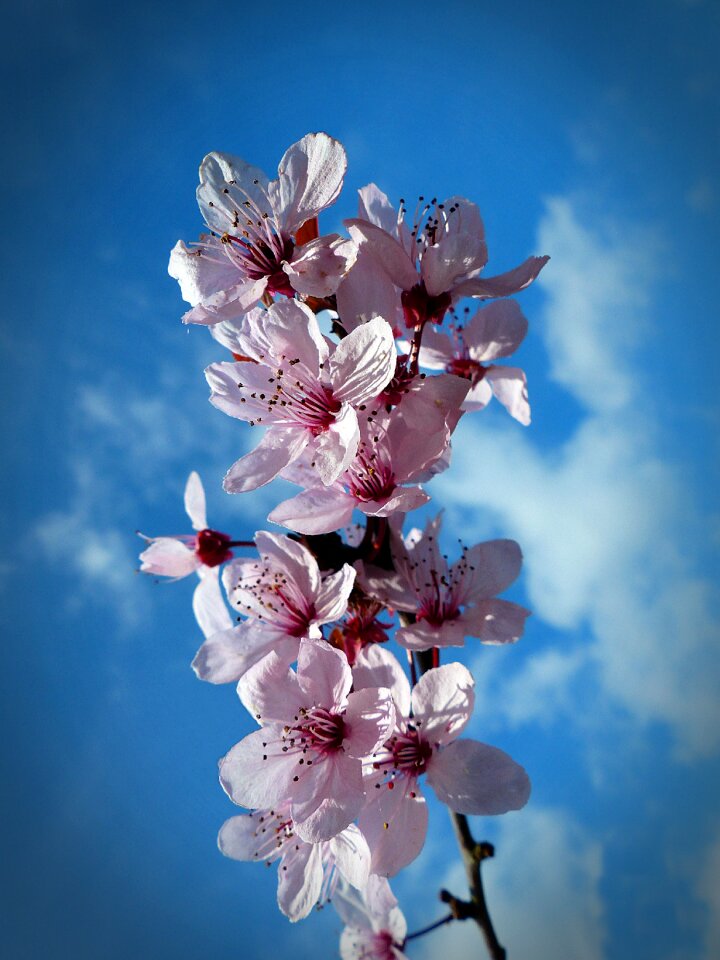 Cherry blossom sky spring