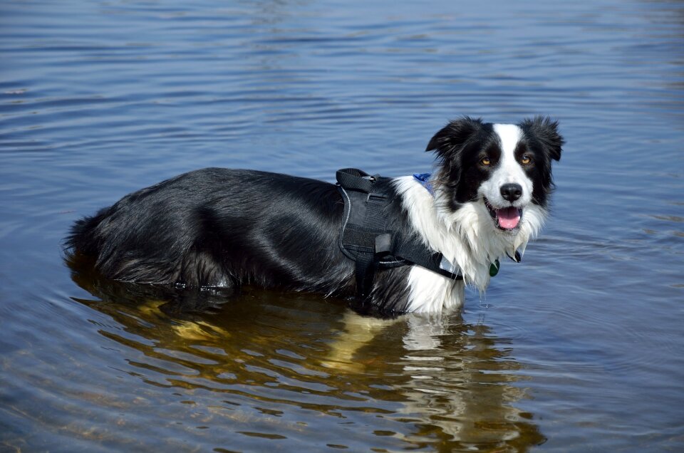 Canine playful looking
