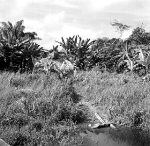Over van een rivier in Suriname, Bestanddeelnr 252-5617