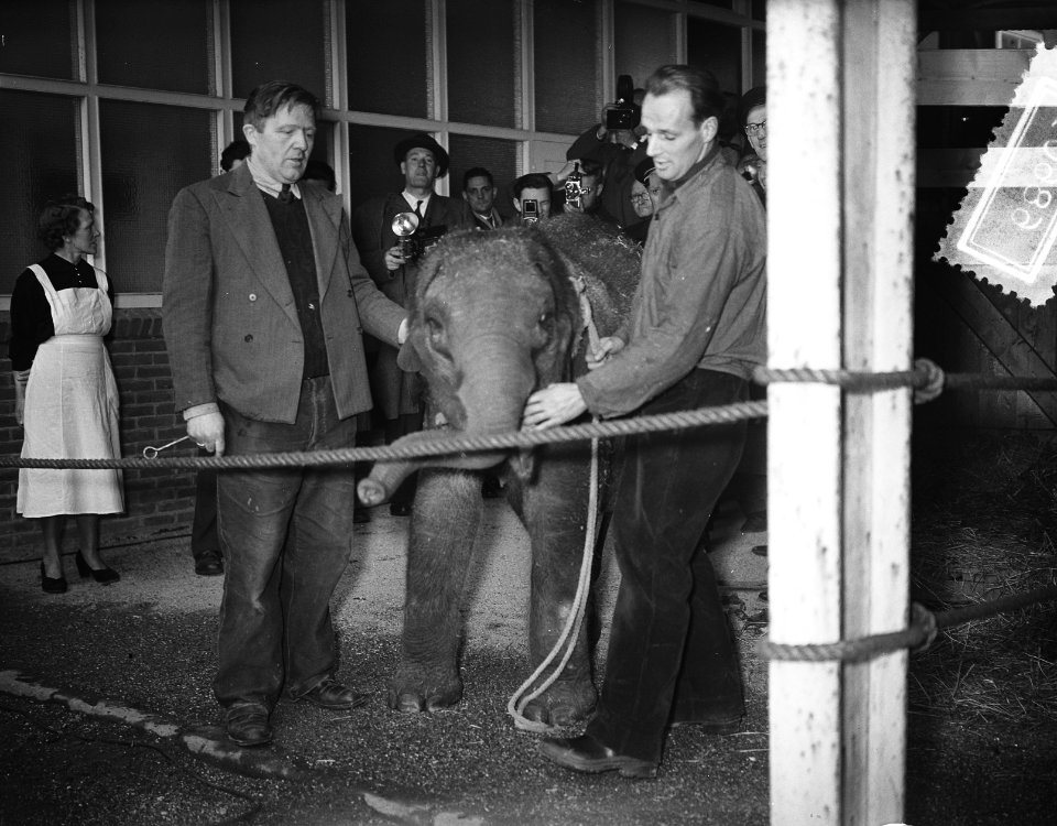 Overdracht olifantje Neroe Artis, Bestanddeelnr 906-8605
