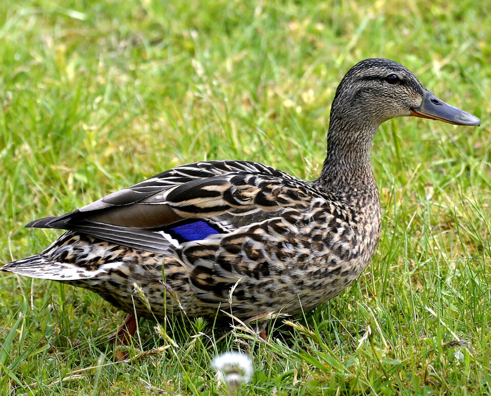 Water bird bird plumage