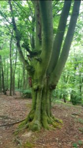 Overgeul-Gerardusbeeldje aan boom Schweibergerbos (3)