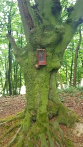Overgeul-Gerardusbeeldje aan boom Schweibergerbos (4)