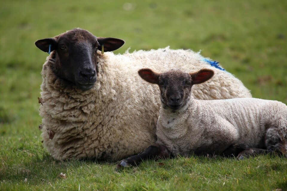 Grass spring farm animal